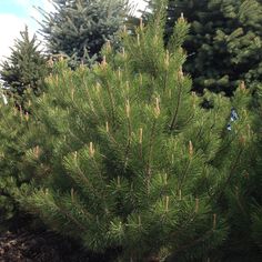 some very pretty pine trees in the woods with blue birds perched on one tree branch