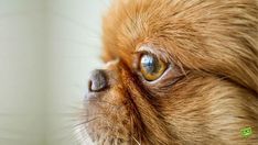 a close up of a dog's face with the eyes wide open and looking at something