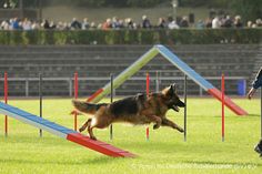 a dog is jumping over obstacles in an obstacle course with people watching from the bleachers