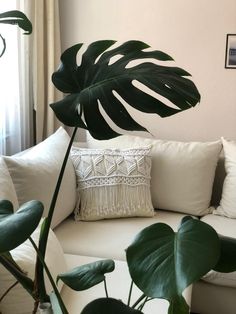 a living room filled with white furniture and lots of green plants