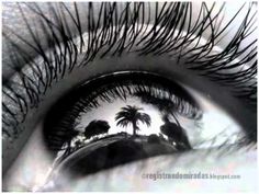 an eye with long lashes and palm trees reflected in the iris's eye lens