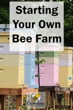 bee farm with the words starting your own bee farm