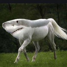 a white horse with a shark like face on it's back walking in the grass