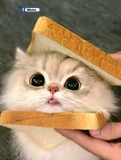 a cat that is looking at the camera while holding a sandwich in it's mouth