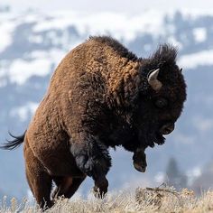 a large brown bison standing on top of a dry grass covered field with mountains in the background