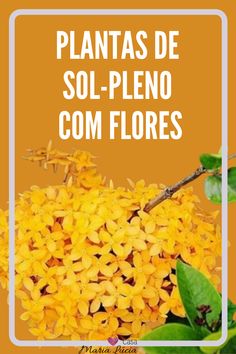 yellow flowers with the words plantas de sol - plenoo com floress