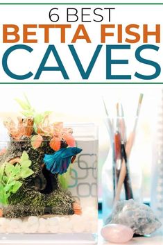 the 6 best betta fish caves for aquariums and other aquatic creatures to grow