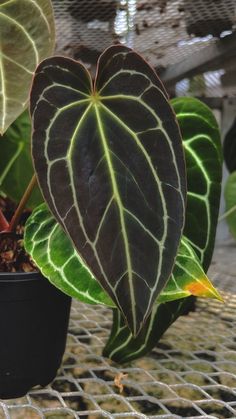 a large leafy plant in a black pot on a metal grate flooring