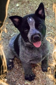 a small black and gray dog with its tongue out