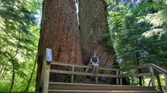 a woman sitting on a wooden bench next to a large tree in the forest with stairs leading up to it