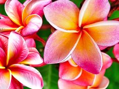 pink and yellow flowers with green leaves in the backgrounnd, closeup