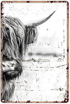 a black and white photo of a long haired cow