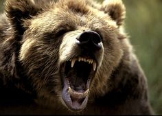 a large brown bear with its mouth open