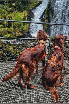 two brown dogs standing next to each other near a waterfall