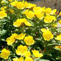 yellow flowers are blooming in the garden