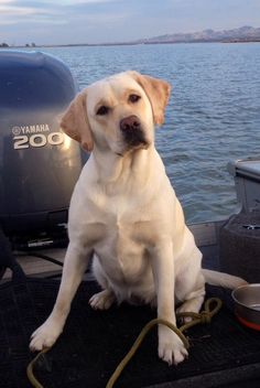 a white dog sitting on the back of a boat next to a bowl and water