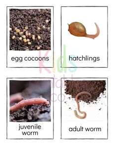 four pictures with different types of worms and worms in them, including an egg cocoons