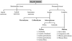 a diagram showing the structure of plant tissue and its major functions, including phoens