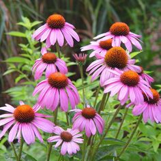 purple flowers with orange centers in a garden