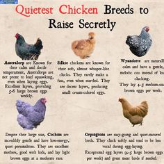 an info sheet describing the different types of chickens that are in their natural habitat, including eggs and roosters