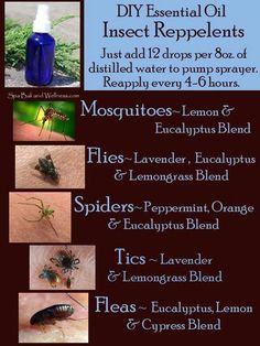 Insect repellent Eucalyptus Oil Uses, Insect Repellent Essential Oils, Freetime Activities, Insect Spray, Mosquito Bites, Frankincense Oil, Young Living Oils, Doterra Oils, Eucalyptus Oil