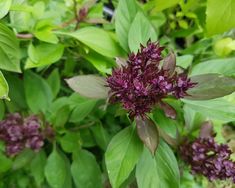 some purple flowers and green leaves in the grass