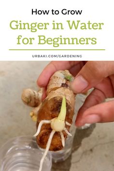 a person is holding a piece of food in their hand with the title how to grow ginger in water for beginners