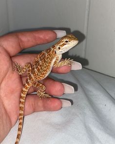 a small lizard sitting on top of someone's hand next to a white wall