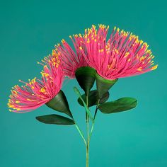 two pink flowers with yellow stamens in a vase on a blue background,