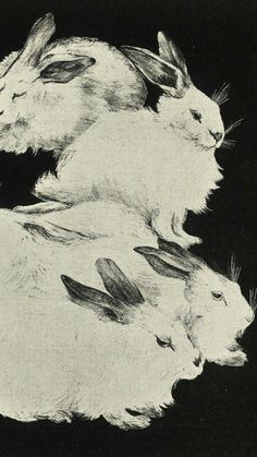 two rabbits are sitting next to each other on the ground in front of a black background