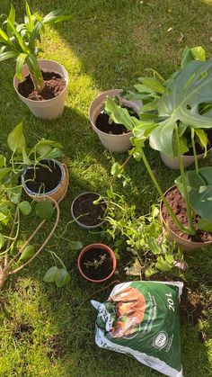 several potted plants are sitting on the ground in front of some bags and dirt