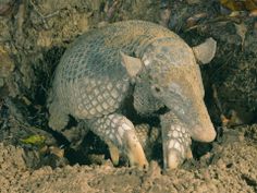 an armadile digging in the dirt with it's foot sticking out from its hole