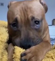 a brown dog laying on top of a yellow blanket