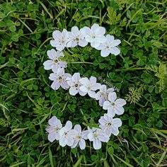 white flowers are arranged in the shape of the letter e on some green leaves and grass