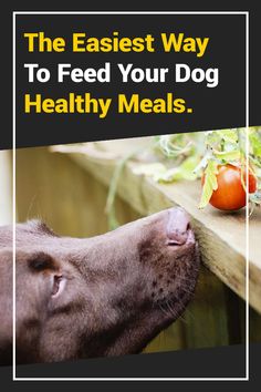 a dog sniffing a piece of food on the side of a wooden fence with text that reads, the easier way to feed your dog healthy meals