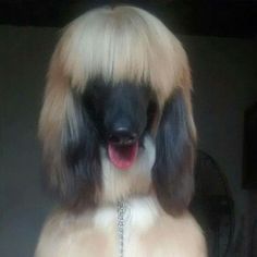 a black and white dog with long blonde hair wearing a chain around it's neck