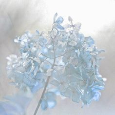 a close up of a flower with water droplets on it