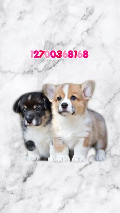 two puppies sitting next to each other on a white marble background with the words 20903888