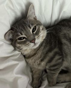 Grey Tabby Cat Aesthetic, Grey Cat Aesthetic, Cat On Bed, Cat Munchkin, Cute Cat Aesthetic, Cute Tabby Cat, Life With Cats, Cats Tabby, Cat Grey