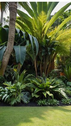 a lush green garden with lots of trees and plants