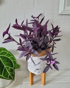 a potted plant sitting next to a green leafy plant on a wooden stand