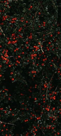 red berries are growing on the branches of a tree with green leaves and dark background