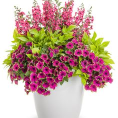 purple flowers in a white pot on a white background