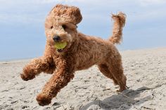 a dog running on the beach with a tennis ball in its mouth and it's tail