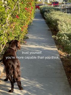 a brown dog standing on top of a sidewalk next to trees and bushes with a sign that says trust yourself you're more capable than you think