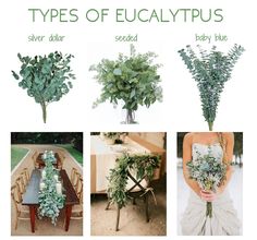 an instagram page with pictures of different types of eucalyptuss