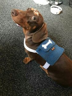 a brown dog wearing a blue sweater sitting on top of a black carpeted floor