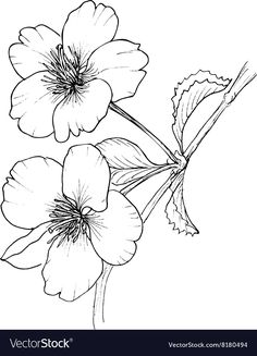 three flowers with leaves on a white background