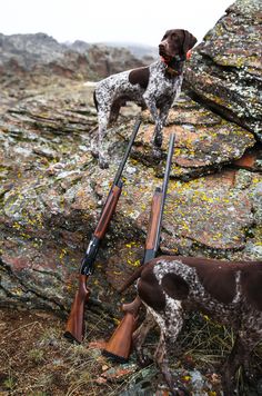 German Shorthaired Pointer Black, German Shorthaired Pointer Training, Upland Hunting, Quail Hunting, German Shorthaired Pointer Dog, Pointer Puppies, Pheasant Hunting, Hunting Life, German Shorthair