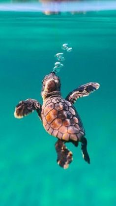 a baby turtle swimming in the ocean with its head above the water's surface